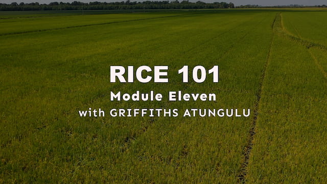 Module 11 - Milled Rice Physicochemical Properties
