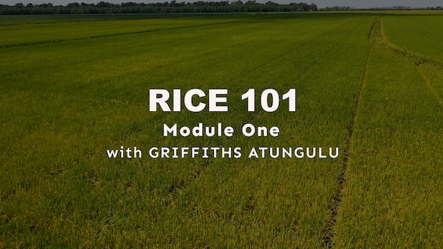Module 1 - Basics of Rice Crop and Rice Kernel