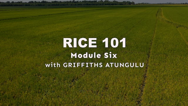 Module 6 - Rice Drying Methods