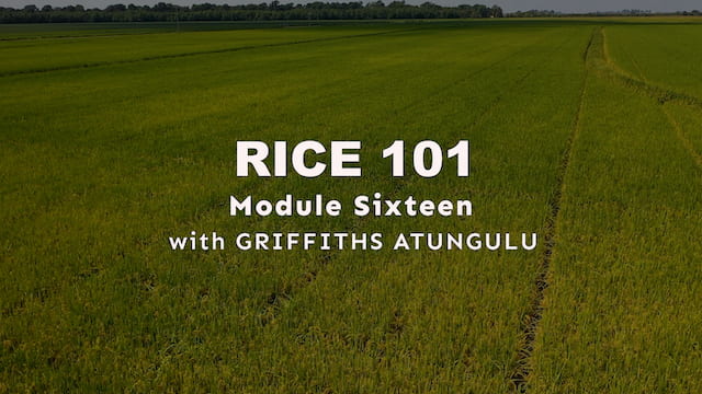 Module 16 - Rice Industry Terms