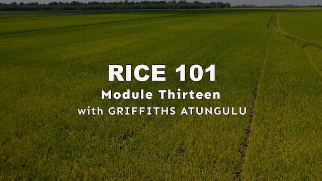 Module 13 - Rice Grading Standards
